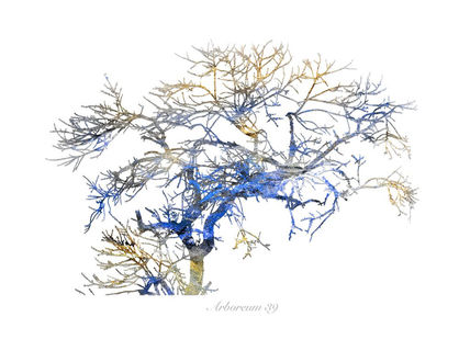 Arboreum 39