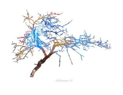 Arboreum