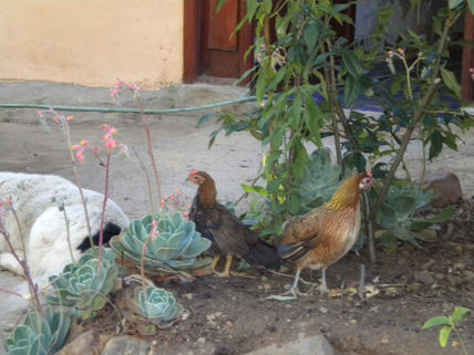 Aves en Gualleco 2010