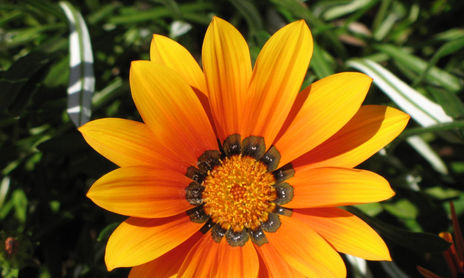 Flores