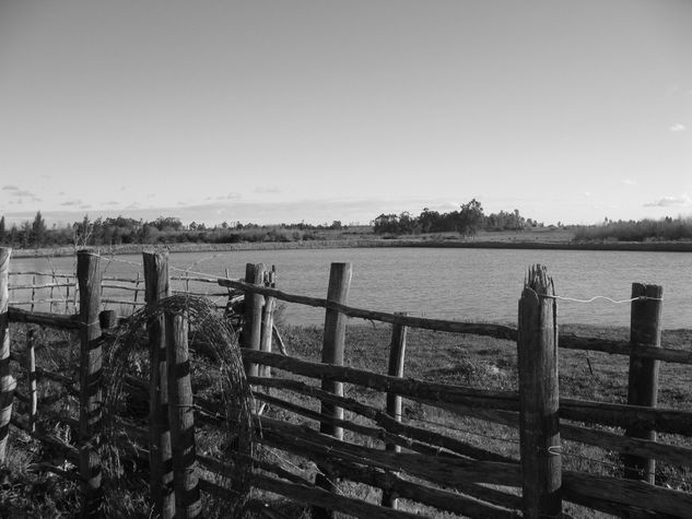 Calma Naturaleza Blanco y Negro (Digital)