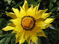 Flor 3
