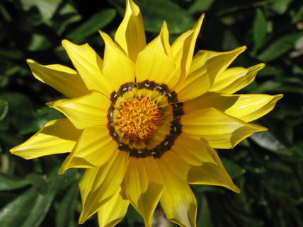 Flor 3