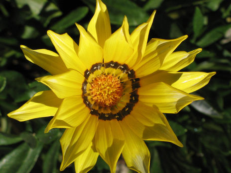 Flor 3