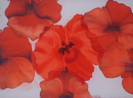 Amapolas