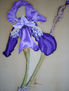 lirio II
