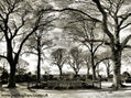 JARDÍN DE SAN CARLOS