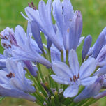 Flores thumbnail 2