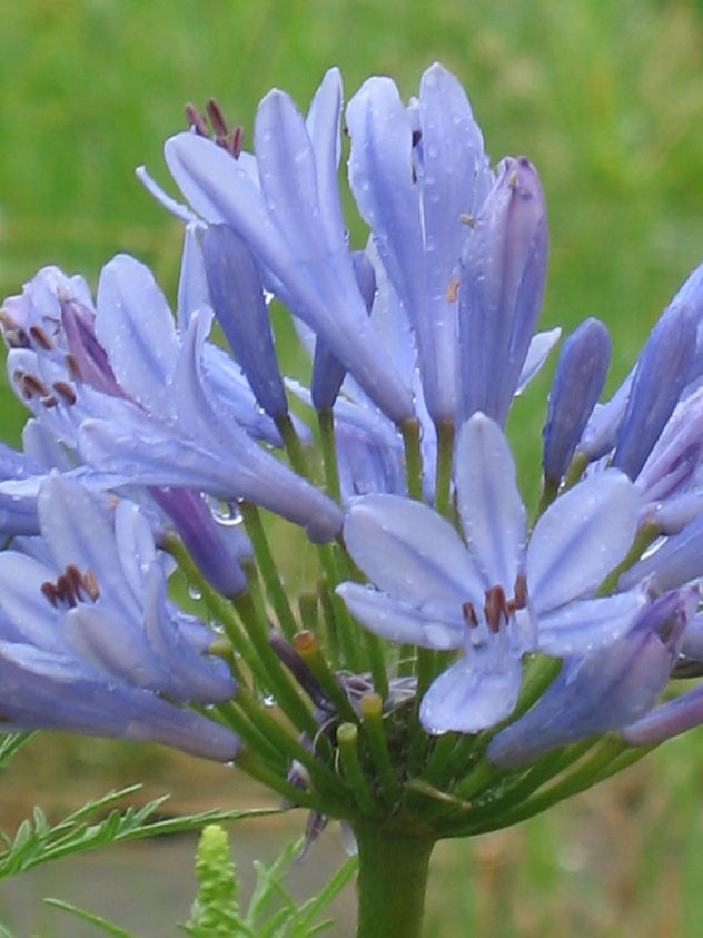 Flor 6