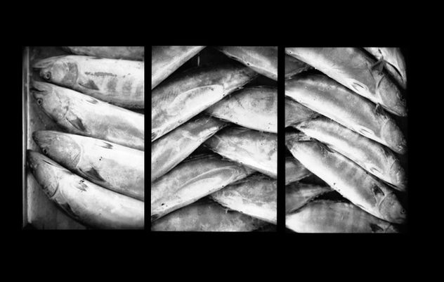 peces