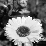 Flores thumbnail 1