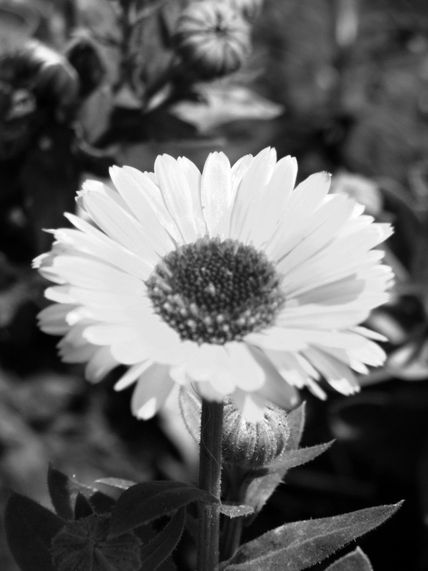Flor 7
