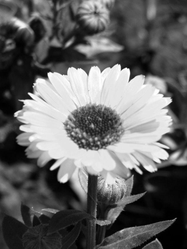 Flor 7
