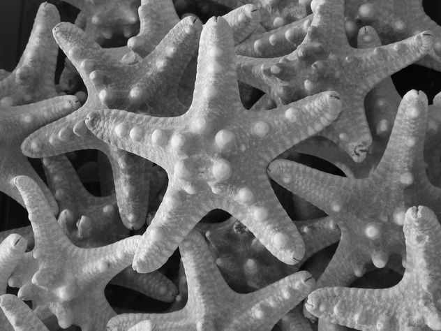 Estrella de mar