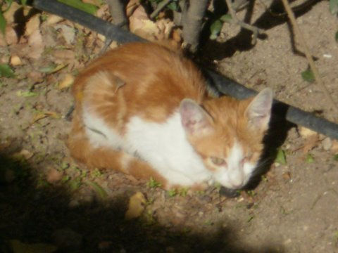 "el Fede" - VII-