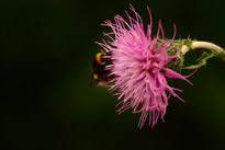 Abeja