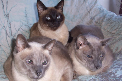 Three cats