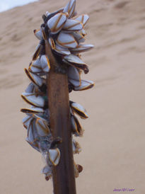 Mejillones al sol