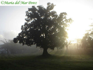 El arbol de la vida Naturaleza Color (Química)