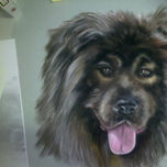 Animales thumbnail 2