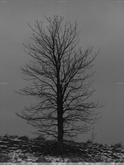 Invierno Nature Black and White (Digital)