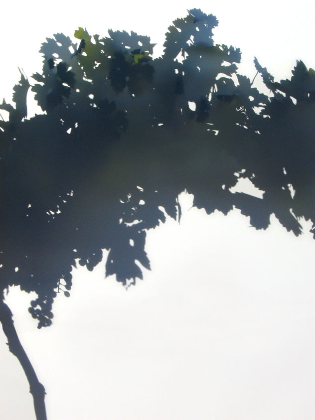 viñedo