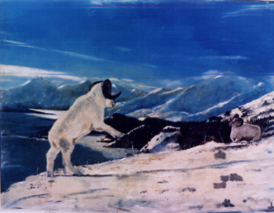 Cabras Oil Canvas