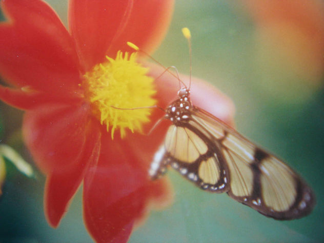 TRANSPARENCIA 2