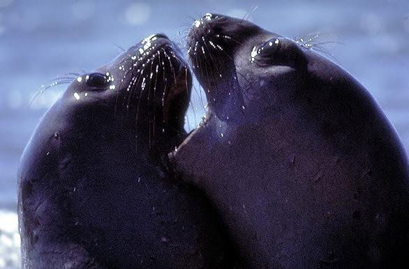 AMOR DE LOBOS MARINOS 