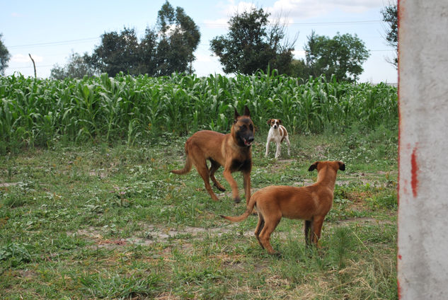 PERRO BAILANDO 