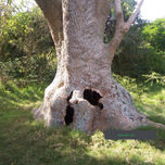uruguay&natural/joseloliver thumbnail 2