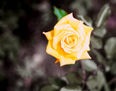 entre amarillos y violetas