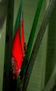 Diseño