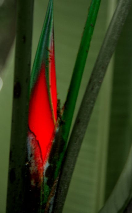 Diseño