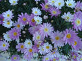 DSC00029