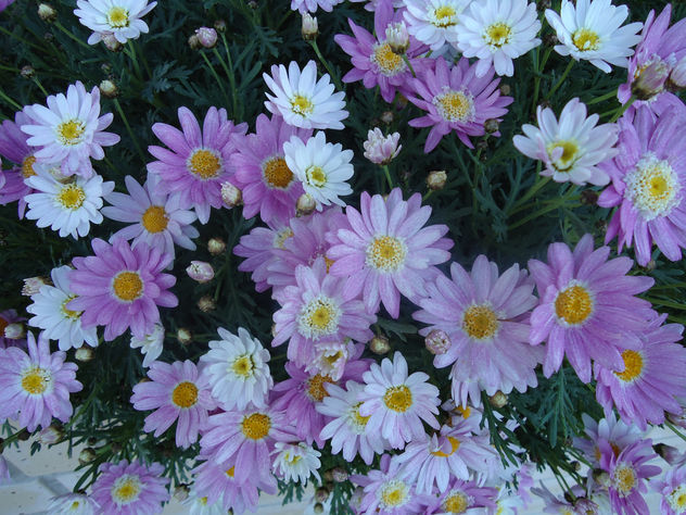 DSC00029