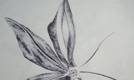 botanica