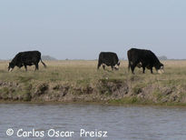 Tres en el arroyo a