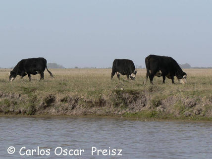 Tres en el arroyo a