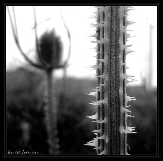 Thorns Architecture and Interiorism Black and White (Digital)