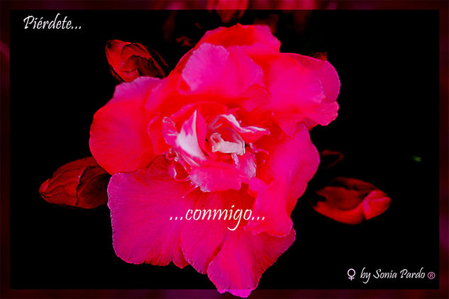 San Valentín... Other Themes Color (Digital)