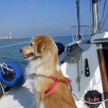 ANIMALES thumbnail 2