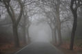 niebla
