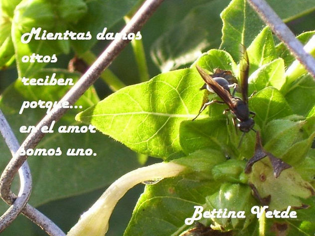 SOMOS UNO