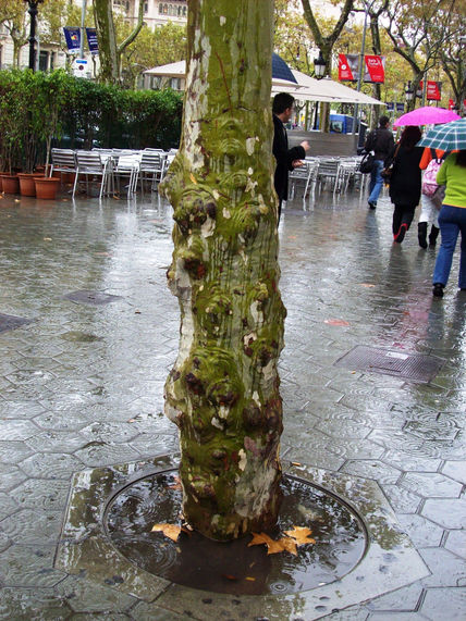 Un arbol diferente