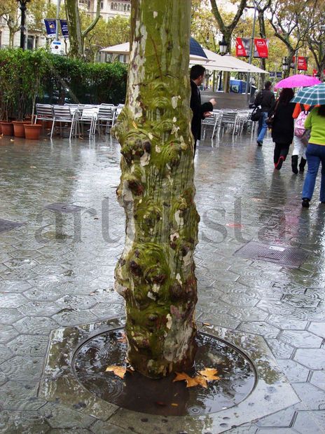 Un arbol diferente