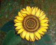 Girasol