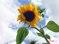 Girasol El Bierzo