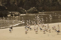 Playa Los Leoncitos