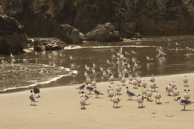 Playa Los Leoncitos 